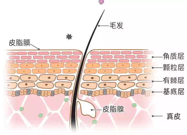  皮膚,皮膚屏障,皮脂膜,角質(zhì)層