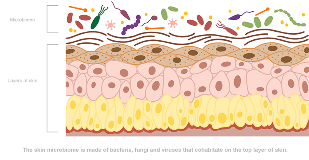 皮膚,微生態(tài),皮膚感染,皮膚微生物,化妝品